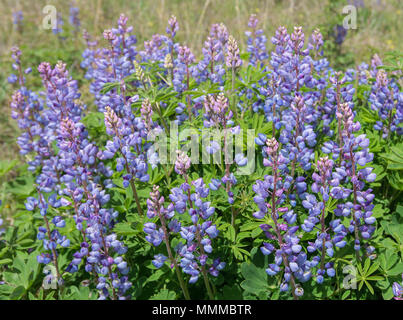 Fioritura di lupino selvatico fiori di campo in un raro oak savana si trova a Kitty Todd membro Nature Preserve in rovere aperture regione del nord-ovest in Ohio. Foto Stock