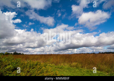 Bella giornata di caduta con oro in fiore e un bel cielo blu con nuvole cumulus. Prese a Blue Creek area di conservazione in Northwest Ohio. Foto Stock