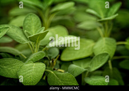 Foto di agnelli orecchio piante. Le foglie di questa pianta sono coperti con un panno morbido i capelli come fibre. Foto Stock
