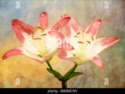 Due belle daylilies con un artistico pittorica di look. Foto Stock