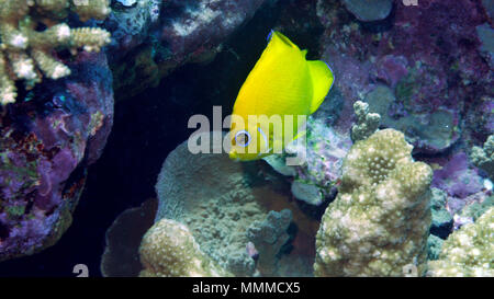 Lemonpeel angelfish, Centropyge flavissima, isola di Wallis, Wallis & Futuna, Sud Pacifico Foto Stock