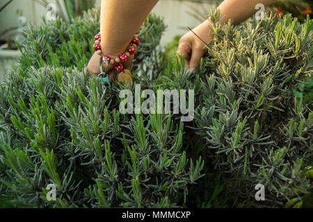 I ragazzi alla ricerca di bug nel giardino con le mani nel giardino di lavanda Foto Stock