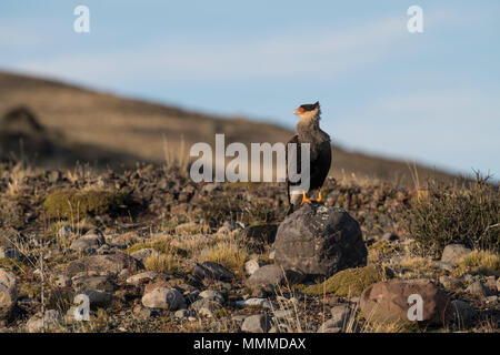 Crested Caracara in Torres del Paine Foto Stock