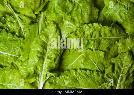 Mangel cavolo verde materie prime vegetali texture close up Foto Stock