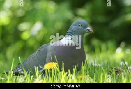 Un Woodpigeon (Columba palumbus) in piedi sull'erba alla ricerca di cibo da mangiare. Foto Stock