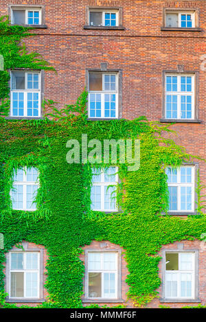 Muro di mattoni di un edificio con windows, ricoperta da bellissimi ivy Foto Stock