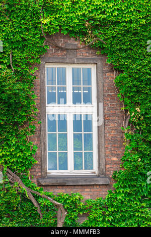 Un vitigno denso su un muro di mattoni attorno alla finestra Foto Stock