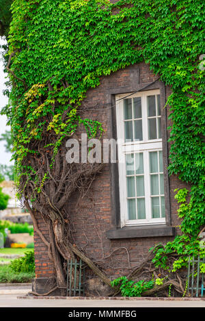 Densa di vite verde sulla costruzione di close-up Foto Stock