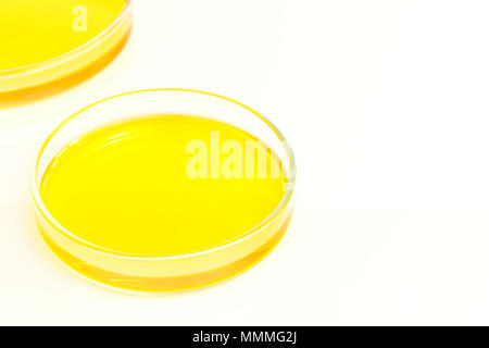 Piastre di Petri (petridishes) di soluzione di bicromato di potassio liquido giallo isolato su sfondo bianco. La scienza concetto scientifico Foto Stock