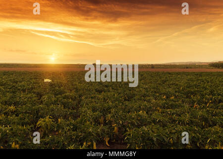 Paesaggio di piante di pepe in serata sole Foto Stock