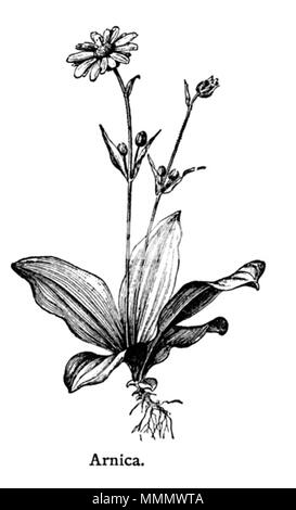 . Français : Arnica. Plante de la Famille des Composées. Larousse Illustré medica, Parigi, 1912. Galtier-Boissière (org.) . Il 21 ottobre 2011. Galtier-Boissière (org.) 57 Arnica-LarousseMedical Foto Stock