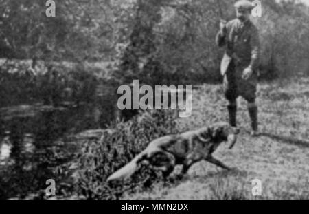 . Ben di Hyde (b.1899), il primo registrato giallo labrador nel mondo, recupero di trote. . Tra circa 1899 e circa 1910 (fotografia di cane nato nel 1899). Sconosciuto (foto) 79 Ben di Hyde (recupero di trota) Foto Stock