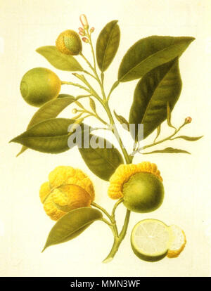 . Citrus aurantium var. bizzarria, Arancio bizzarria. Disegnato da A.Poiteau nel 1811, acquarellato da D.Del Pino nel 1821, cm 45 x 33,5 . Il 13 maggio 2007. Massimo L. 86 Bizzarria Foto Stock