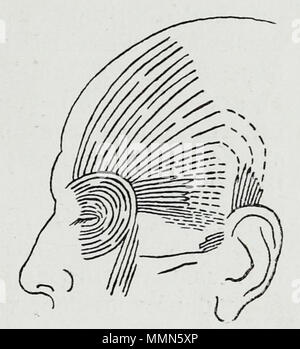 . Inglese: un illustrazione anatomica dal 1921 edizione tedesca di anatomie des Menschen: Ein Lehrbuch für Studierende und Ärzte con la terminologia latina. 97 Braus 1921 386 Foto Stock