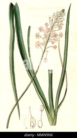 . Inglese: Barnardia japonica . 18 aprile 2013, 13:56:31. John Lindley (1799-1865) 1029 Barnardia japonica (avanzato) Foto Stock