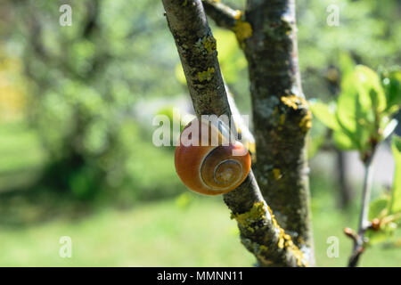 Lumaca marrone appeso sul ramo di albero in primavera la mattina Foto Stock