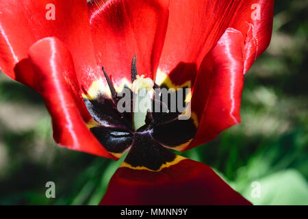Close up e sharp vista di red tulip blossom Foto Stock