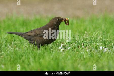 Una bella femmina Blackbird (Turdus merula) in piedi in erba con un lombrico nel suo becco. Foto Stock