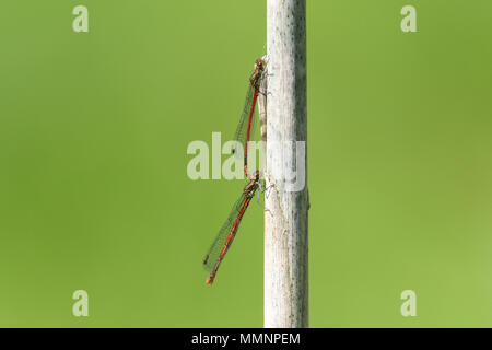 Una coniugata coppia di rossi di grandi dimensioni (Damselfly Pyrrhosoma nymphula) appollaiate su un reed. Foto Stock