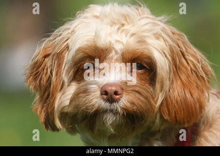 Un bel colpo di testa di un giovane cane Cavapoo. La razza è anche comunemente noti con i nomi di Barboncino x King Charles Spaniel Cavalier, Cavoodle, Cavoo. Foto Stock