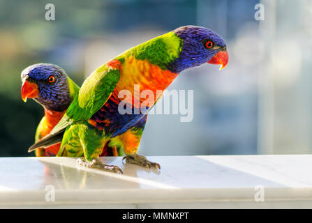 Due rainbow parrocchetti (Trichoglossus moluccanus) seduto in una finestra Foto Stock