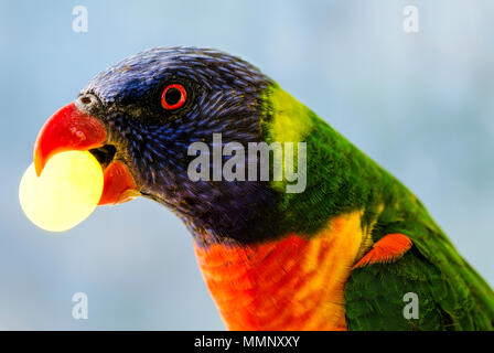 Rainbow lorikeet (Trichoglossus moluccanus) con uva nel suo becco Foto Stock