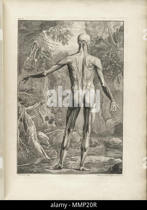 . Inglese: Autore: Albinus, Bernhard Siegried, 1697-1770. Artista: Wandelaar, Jan, 1690-1759. Incisori: Charles Grignion (1717-1810), Jean-Baptiste Scotin (b. 1678); Ludovico-Antonio Ravenet (fl. 1751); e Louis-Pierre Boitard (fl. 1750). Titolo: Tabulae sceleti et musculorum corporis humani. Titolo come appare sulla pagina del titolo: Bernardi Siegfried Albini Tabulae sceleti et musculorum corporis humani. Pubblicazione: Londini : Typis H. Woodfall, impensis Johannis et Pauli Knapton, M.DCC.XLIX. [1749]. Fascicolazione: [94] p., XXV [ossia 40] lascia di piastre ; 72 cm. Note generali: pubblicato per la prima volta in Le Foto Stock