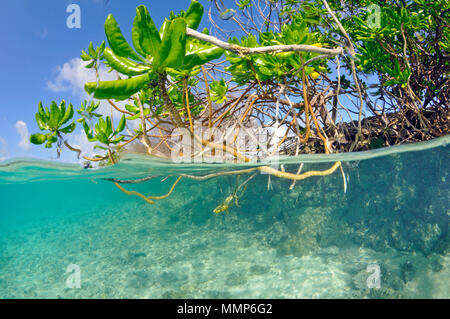 La vista suddivisa di una mangrovia, Pohnpei, Stati Federati di Micronesia Foto Stock