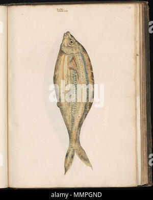 . Inglese: Disegno raccolti da Felix Platter, per essere utilizzati in Historiae animalium. Il primo volume contiene i disegni di pesci, molluschi e crostacei e altre creature del mare. I disegni sono stati realizzati da vari artisti, per lo più anonimi. Nederlands: Tekeningen porta verzameld Felix Platter, voor gebruik in de encyclopedie Historiae animalium (1551-1558). Het eerste volume bevat afbeeldingen van vissen, krabben, kreeften, schelpdieren en andere zeewezens.. De tekeningen werden gemaakt porta kunstenaars verschillende, veelal anoniem. . Tra 1546 e 1558. Sconosciuto animale disegni raccolti da Fe Foto Stock