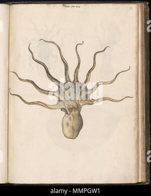 . Inglese: Disegno raccolti da Felix Platter, per essere utilizzati in Historiae animalium. Il primo volume contiene i disegni di pesci, molluschi e crostacei e altre creature del mare. I disegni sono stati realizzati da vari artisti, per lo più anonimi. Nederlands: Tekeningen porta verzameld Felix Platter, voor gebruik in de encyclopedie Historiae animalium (1551-1558). Het eerste volume bevat afbeeldingen van vissen, krabben, kreeften, schelpdieren en andere zeewezens.. De tekeningen werden gemaakt porta kunstenaars verschillende, veelal anoniem. . Tra 1546 e 1558. Sconosciuto animale disegni raccolti da Fe Foto Stock