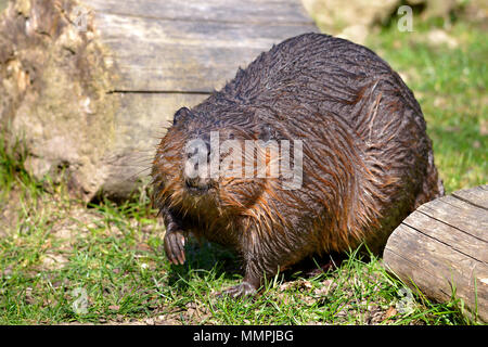 Closeup North American Beaver (Castor canadensis) sull'erba Foto Stock