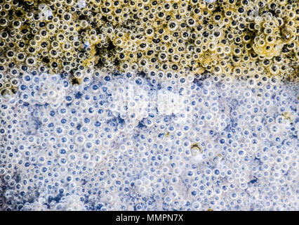 Le bolle di aria nel fango e limo sotto l'acqua. Sfondo di bolle, texture di superficie Foto Stock