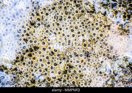 Le bolle di aria nel fango e limo sotto l'acqua. Sfondo di bolle, texture di superficie Foto Stock