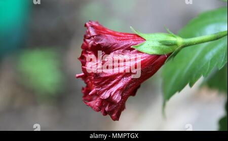 Bel fiore immagine,mandar fiore da manoranjan mishra Foto Stock