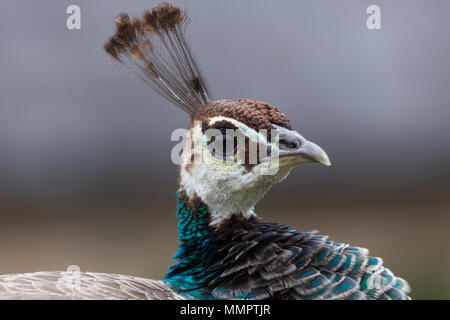 Close-up verticale della testa di donna blu Peafowl indiano (peahen) uccello che mostra il crest / corona ornamento e marrone e grigio piume colorate, Dorset, Regno Unito. Foto Stock