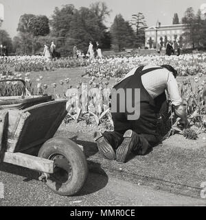 1950s, primavera e un giardiniere in ginocchio sul terreno lavorando su un letto fiorito nei giardini di una tenuta di campagna. Foto Stock