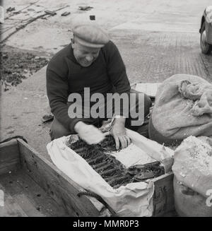 Degli anni Cinquanta, storico, un pescatore con attenzione mettendo la sua cattura delle aragoste in una carta-rigato, casse di legno circondato da ghiaccio. L'Irlanda. Le aragoste artigli frontali presentano bande di gomma intorno a loro, per evitare eventuali punture da artigli affilati e in realtà è un pesce delicato che necessita di un trattamento accurato. Foto Stock