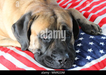 Cane sulla bandiera americana coperta Foto Stock