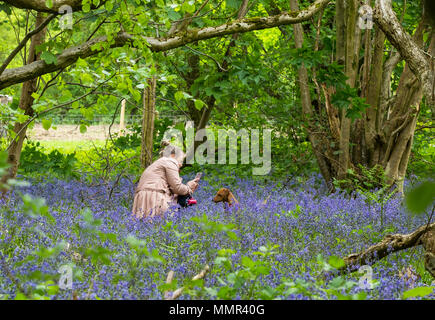 Fotografare un cane tra i nativi bluebells britannico fioritura nel bosco. Foto Stock