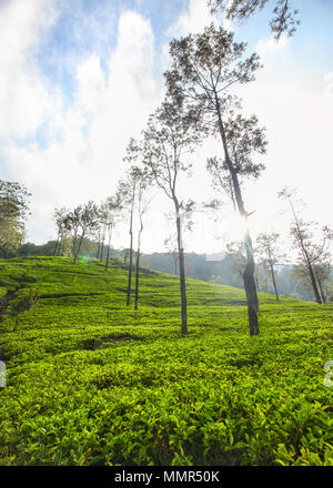 I giardini del tè in Sri Lanka highland illuminato dalla luce di retroilluminazione di mattina sun. Kandy, Sri Lanka. Foto Stock