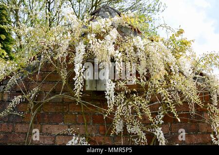 Il Glicine floribunda "Alba" la fioritura e la copertura scatola di nido su mattone dipendenza parete del cottage, Lincolnshire, Inghilterra. Foto Stock