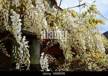 Il Glicine floribunda "Alba" la fioritura e la copertura scatola di nido su mattone dipendenza parete del cottage, Lincolnshire, Inghilterra. Foto Stock