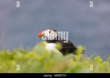 Atlantic puffin su erba, isola Mykines, Isole Faerøer, Danimarca Foto Stock