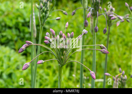 Ampia Boded Chaser in un giardino fiorito in Poole Dorset Foto Stock