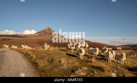 Fittamente rivestito pecora sulle colline vicino a Culnnacraig godendo di sole del tardo pomeriggio, posizionarsi di fronte al Ben MÃ²r Coigach riserva naturale con un sn Foto Stock