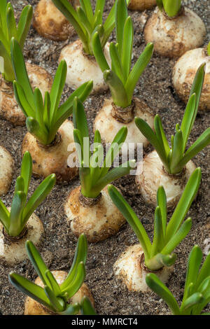 In crescita le lampadine muscari close up Foto Stock