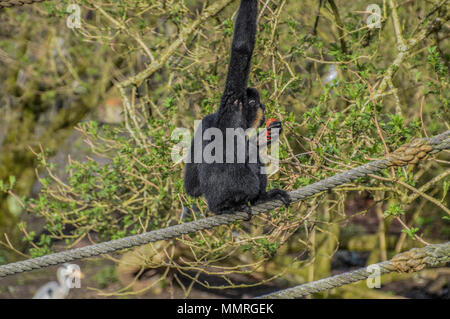 Gibbone Ape presso lo zoo di Artis Amsterdam Paesi Bassi Foto Stock