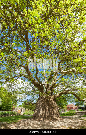 Oriental plane tree, Westgate giardini, Canterbury. Foto Stock