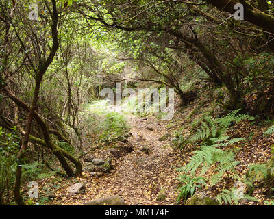 La Mata da Albergaria, un ben conservato bosco di querce entro Peneda-Gerês national park, il nord del Portogallo Foto Stock