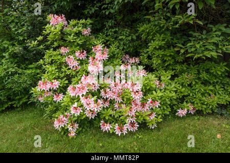 Giardinaggio strutturali: Pretty evergreen fiori di colore rosa di un arbusto di azalea in piena fioritura fioritura in un giardino del Surrey in primavera, fiorente sul suolo di acido Foto Stock